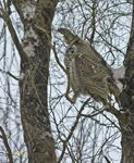 Great Horned Owl